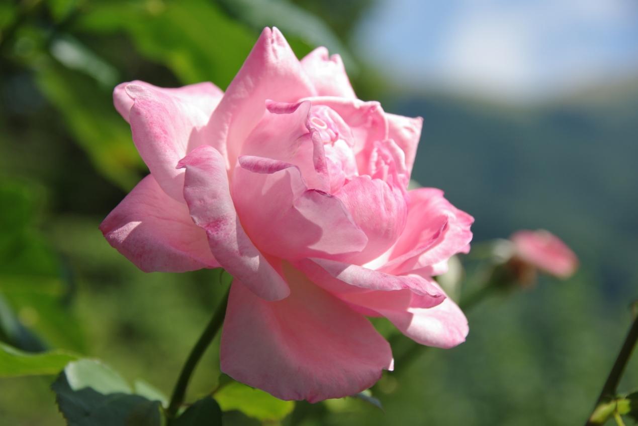 rosa.jpg