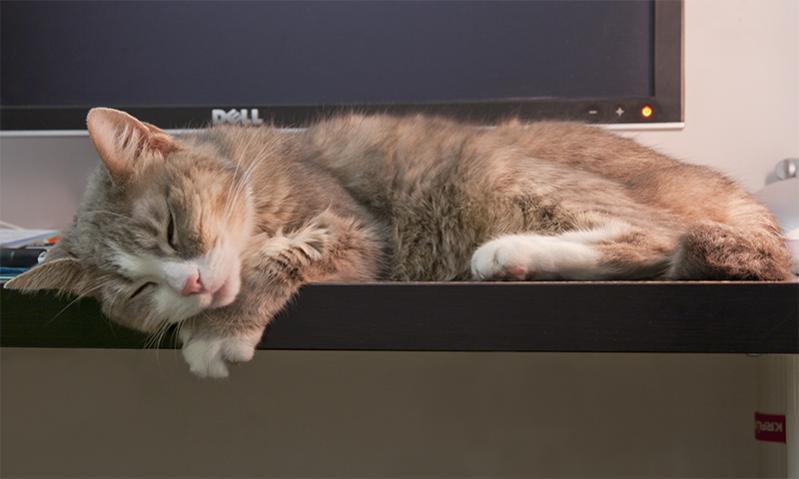 sonno scrivania.jpg