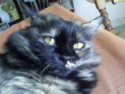 geltrude.jpg